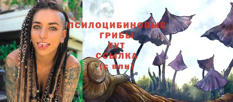 Галлюциногенные грибы Psilocybe  Дмитров 