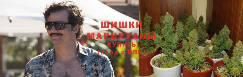 Бошки марихуана сатива  купить закладку  Дмитров 